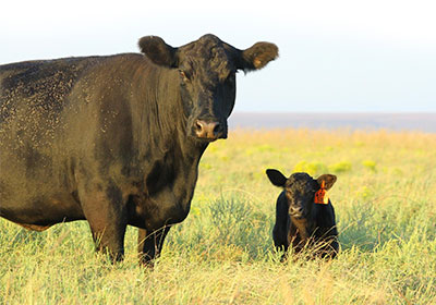 McCurry Angus cow and calf.