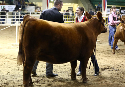 show-heifer