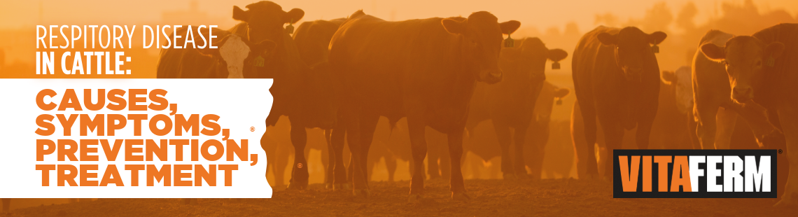 respiratory disease in cattle