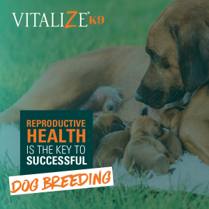 dog breeding
