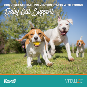 Dog Upset Stomach