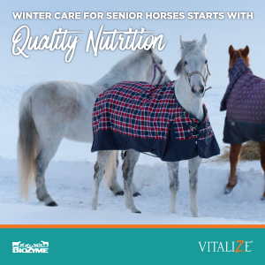 Winter Care for Senior Horses