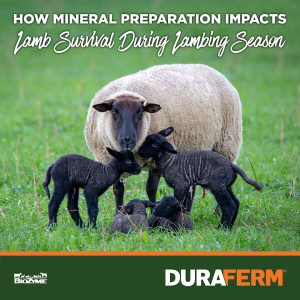 Lambing season