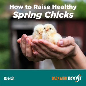 how to raise healthy spring chicks