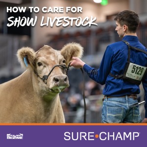 how to care for show livestock